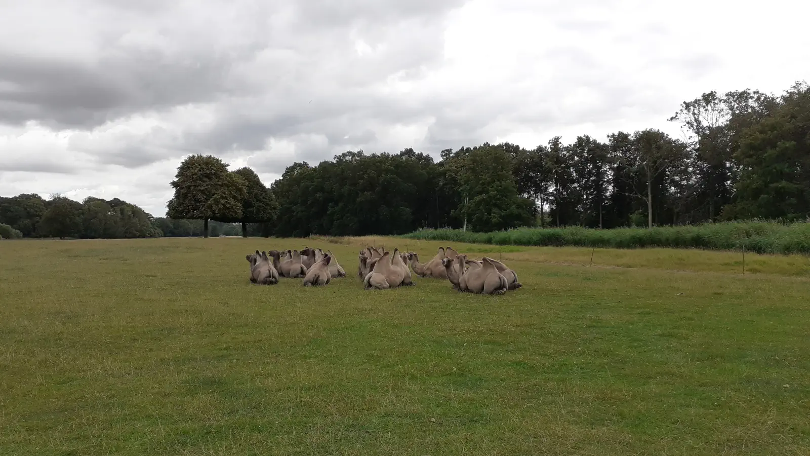 Kameler i Knuthenborg Safaripark. Kamelerna möter du under bilsafarin genom parken.