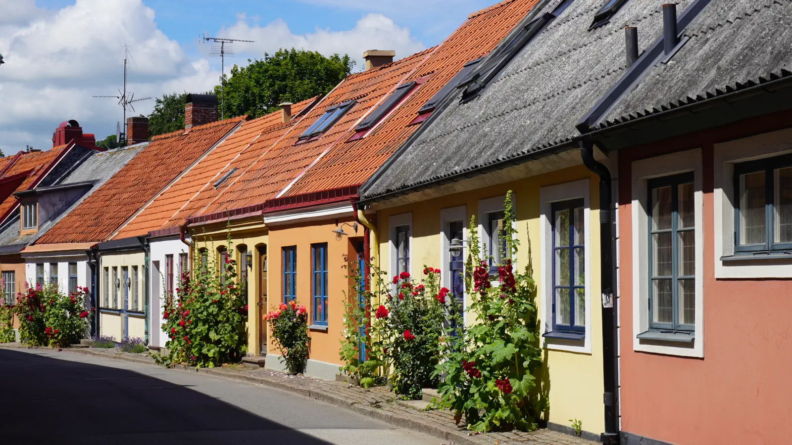 De färgglada gränderna i Ystad kantas av färgglada stockrosor.